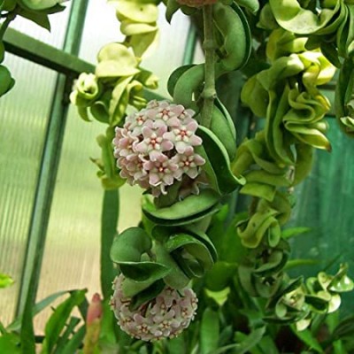 Hoya Compacta plant